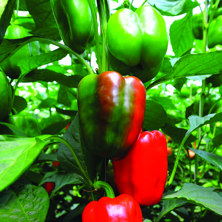 Pepper 'Yolo Wonder' organic seed